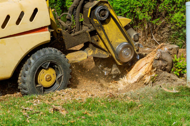 Best Hazardous Tree Removal  in USA